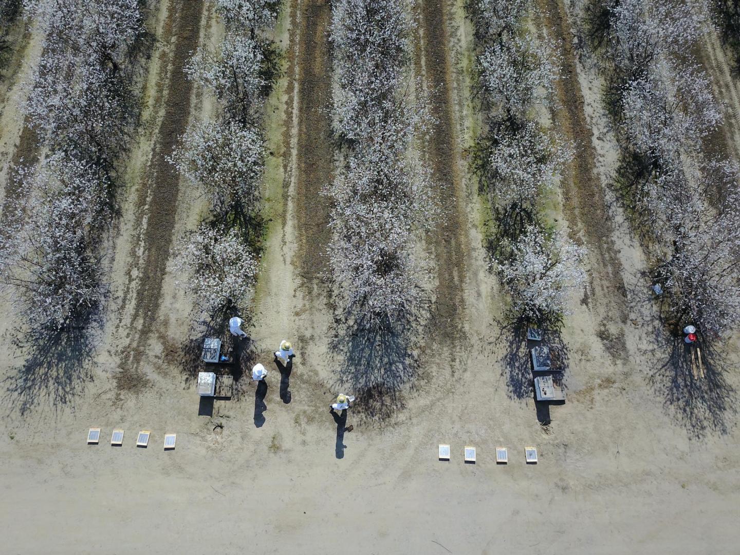 Drone Photo of Almond Orchard