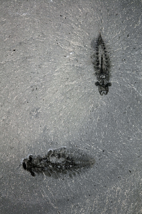 Pair of fossil specimens of Stanleycaris hirpex