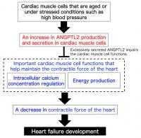 A Novel Mechanism Underlying Heart Failure Development