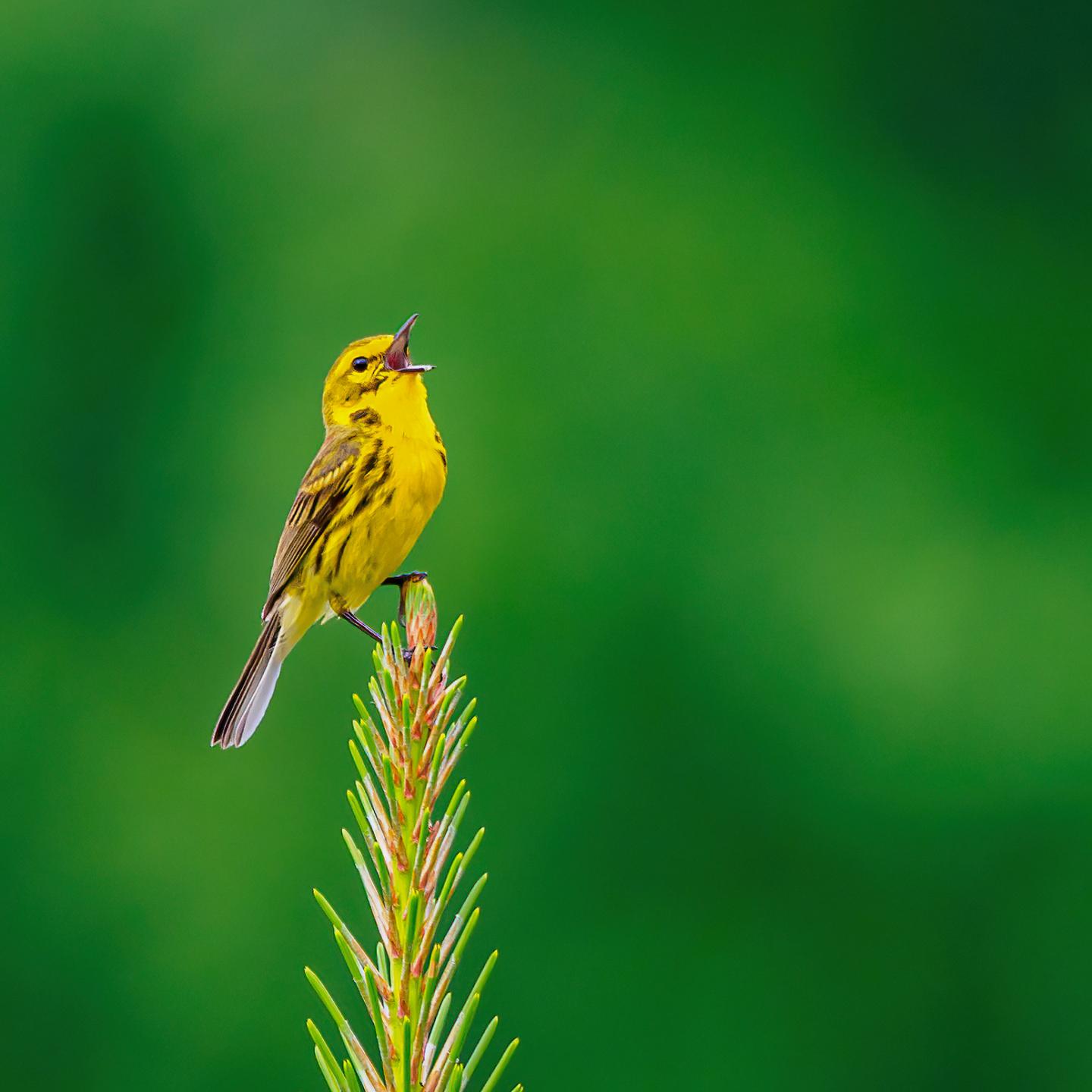 A Singing Male Prairie Warbler (Setophaga discolor) Defending his Territory