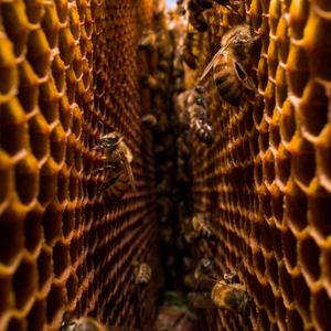 Honey bees secretly stockpile structures symmetrically, Featured Image 2