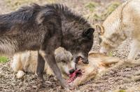 Wolves Eating a Carcass Together