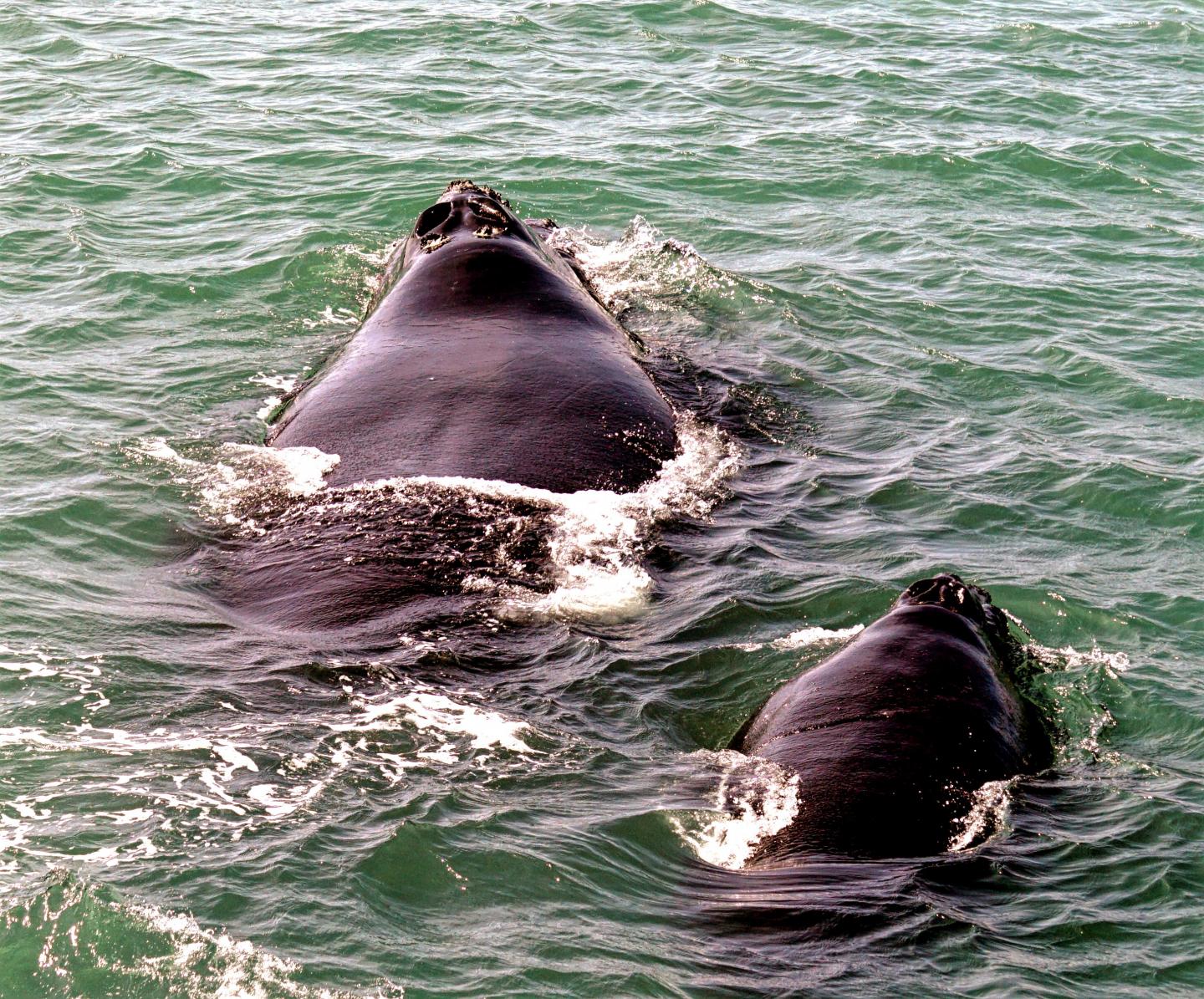 Mutation Complicates Whale Vision