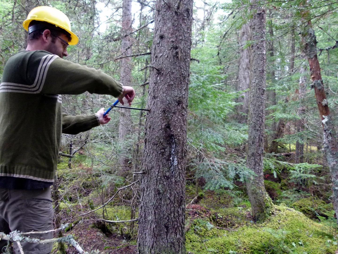 Eastern Black Spruce Trees May Be Resilient to Climate Change (6 of 6)