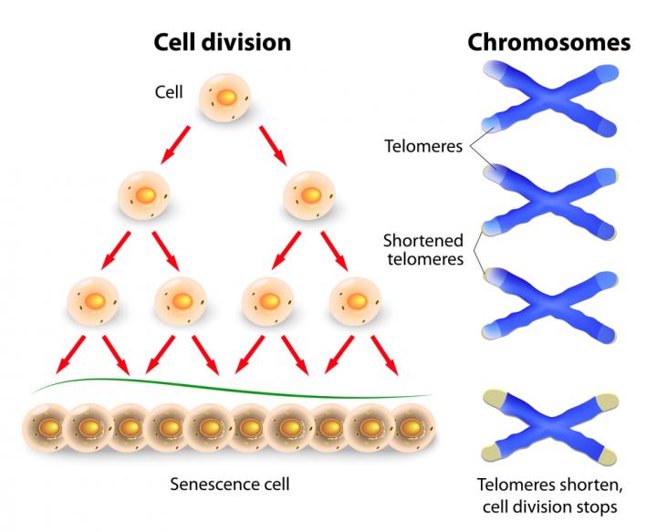 What are Telomeres?