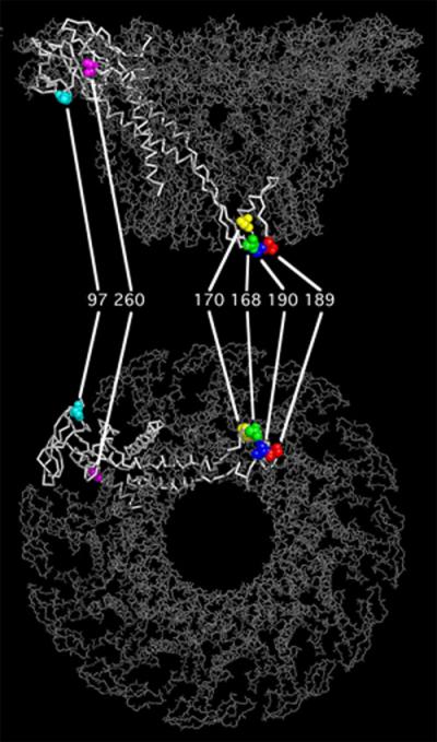 The Bacteriophage ö29 DNA-packaging Machine