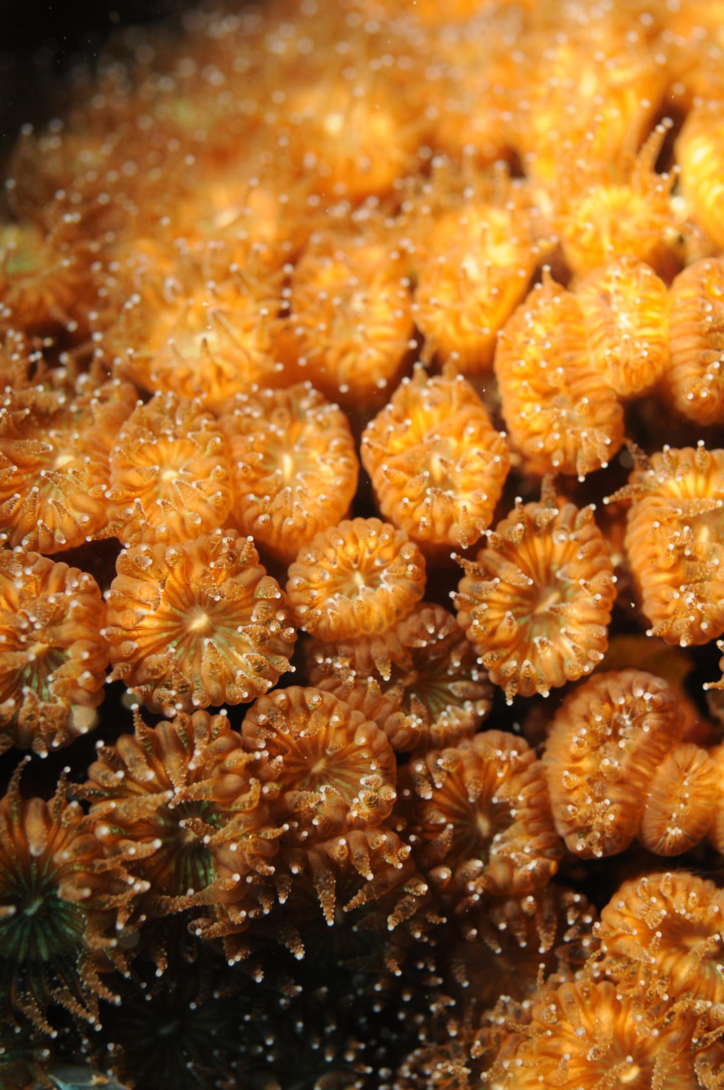 Some Mediterranean Corals Can 'Rise From the Dead' After Fatal Warming Events (2 of 9)