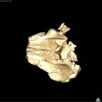 CT Image of the Skull of the Holotype of <i>Eodelphis kabatensis</i>