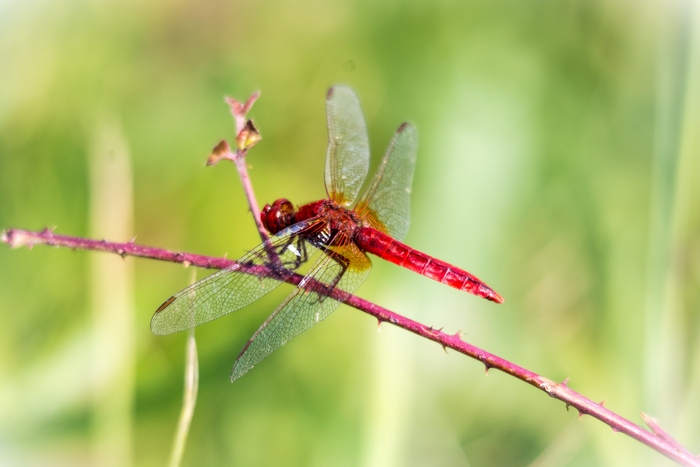 The scarlet dragonfly (Crocothemis erythraea) is one of the best-known beneficiaries of global warming.