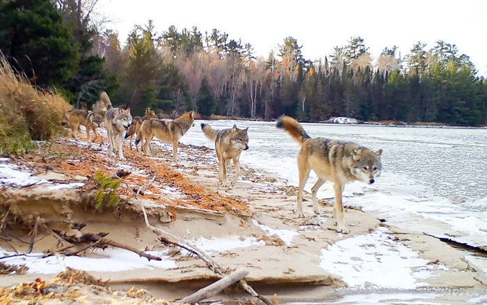 Shoepack Lake Pack-UMN-Voyageurs Wolf Project