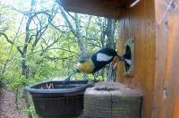 A forest male great tit passes the supplemented mealworms to his pair