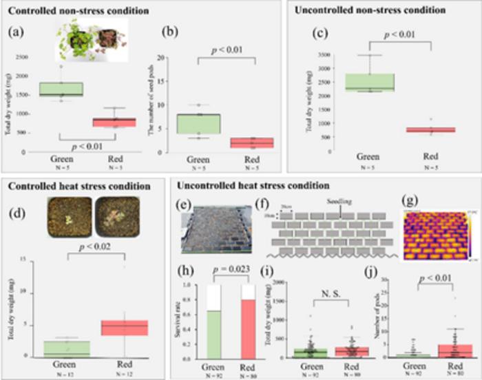 Role of heat stress on leaf color evolution in Oxalis corniculata