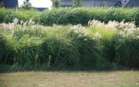 Bioenergy Crops Switchgrass and Miscanthus