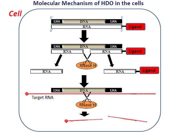 Molecular Mechanism of HDO in the Cells