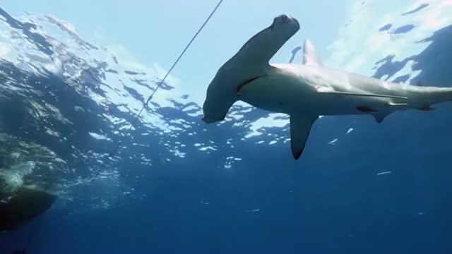 Tracking hammerhead sharks reveals conservati