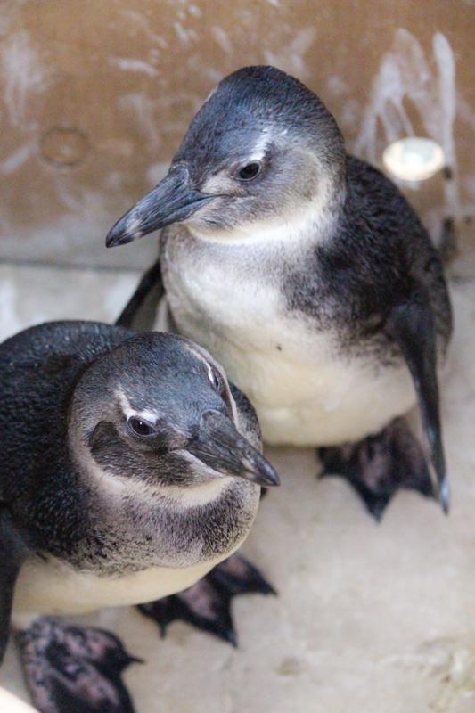 Two Juvenile African Penguins