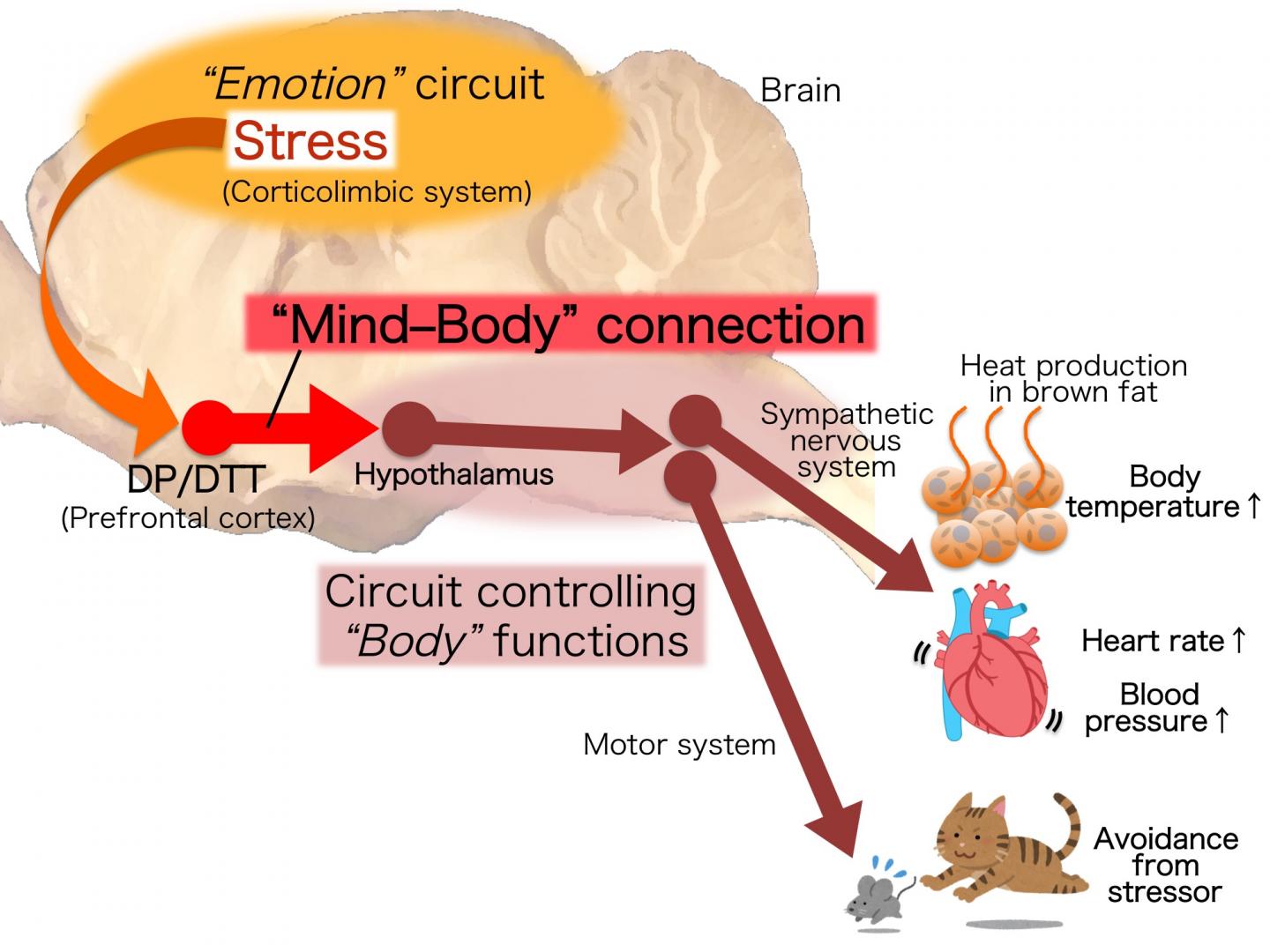 The Mind-Body Connection - Enhancing Health and Well-being - Beyond Better  Hypnotherapy