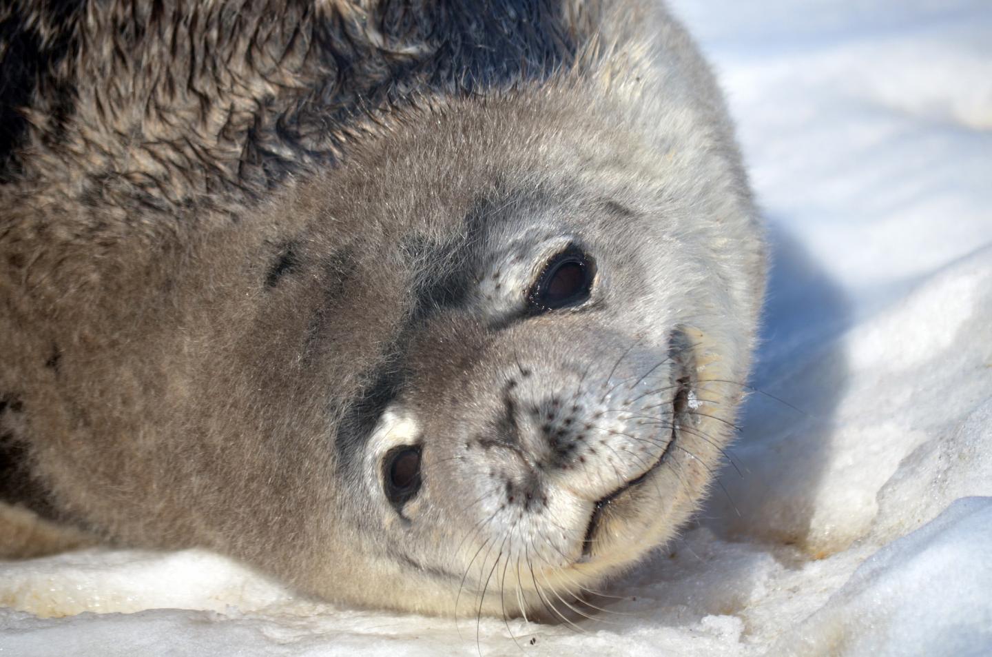 Weddell Seal