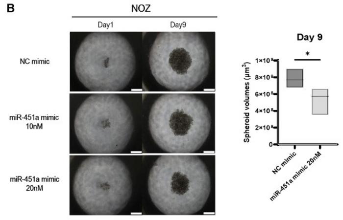 miR-451a introduced into GBC cells reduces the volume of cell aggregates