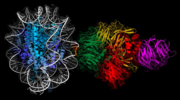 Visualizing the Protein Binding