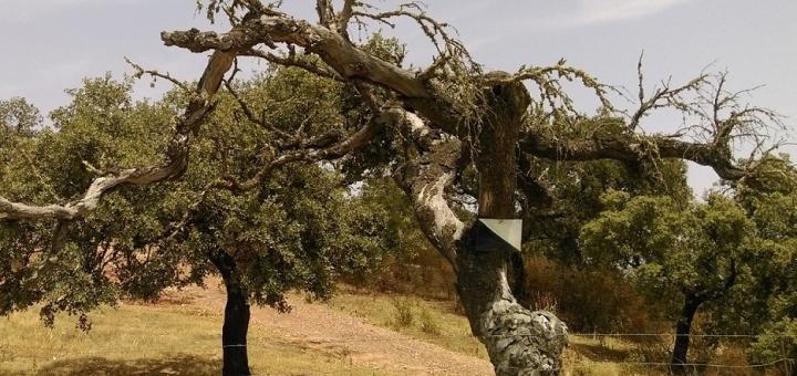 A diseased holm oak tree