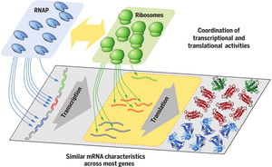 Principles governing gene expression in E. coli