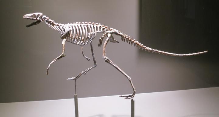 Skeleton of the Proto-Dinosaur Marasuchus