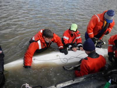Examining Beluga Whale