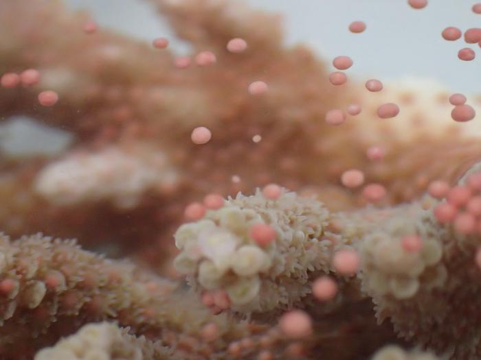 Coral spawning