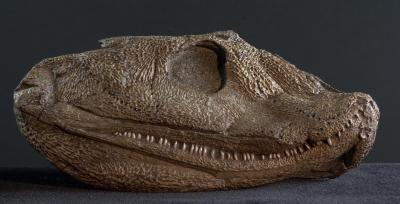 Fossilized Skull of Acanthostega