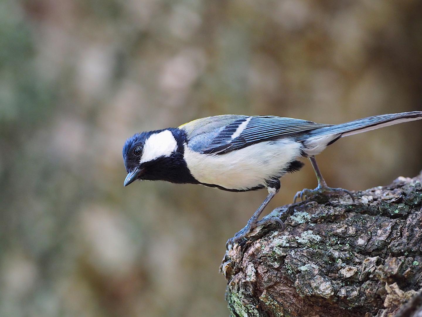 Japanese Songbird (<i>Parus minor</i>)