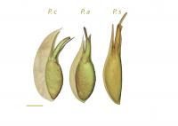 Posidonia Seeds