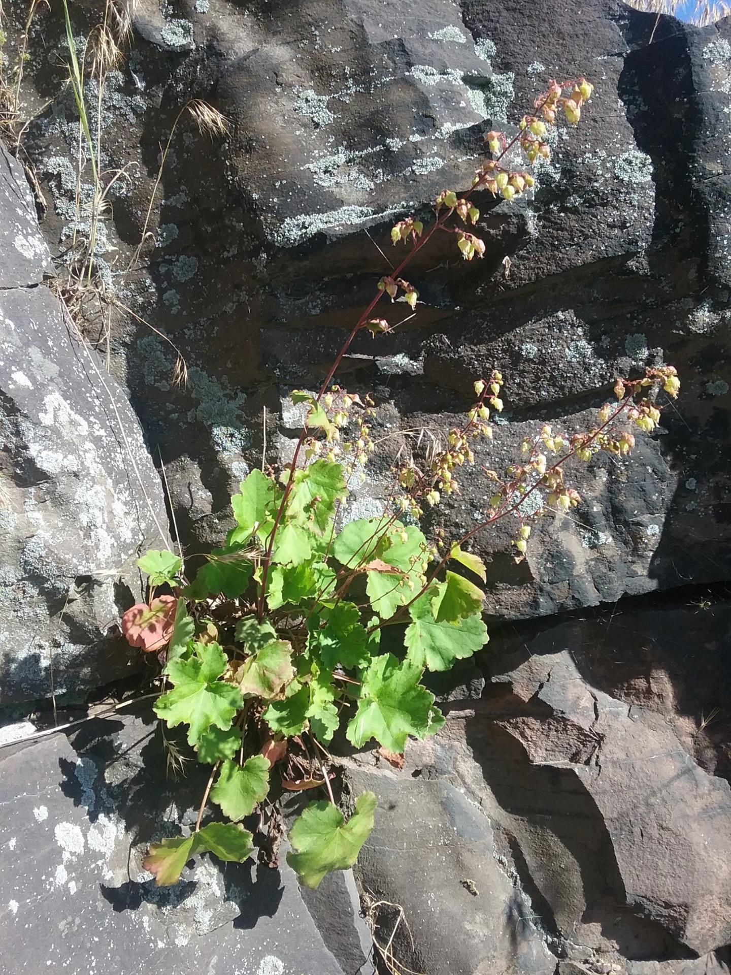 <i>Heuchera Alba</i> in Pennsylvania