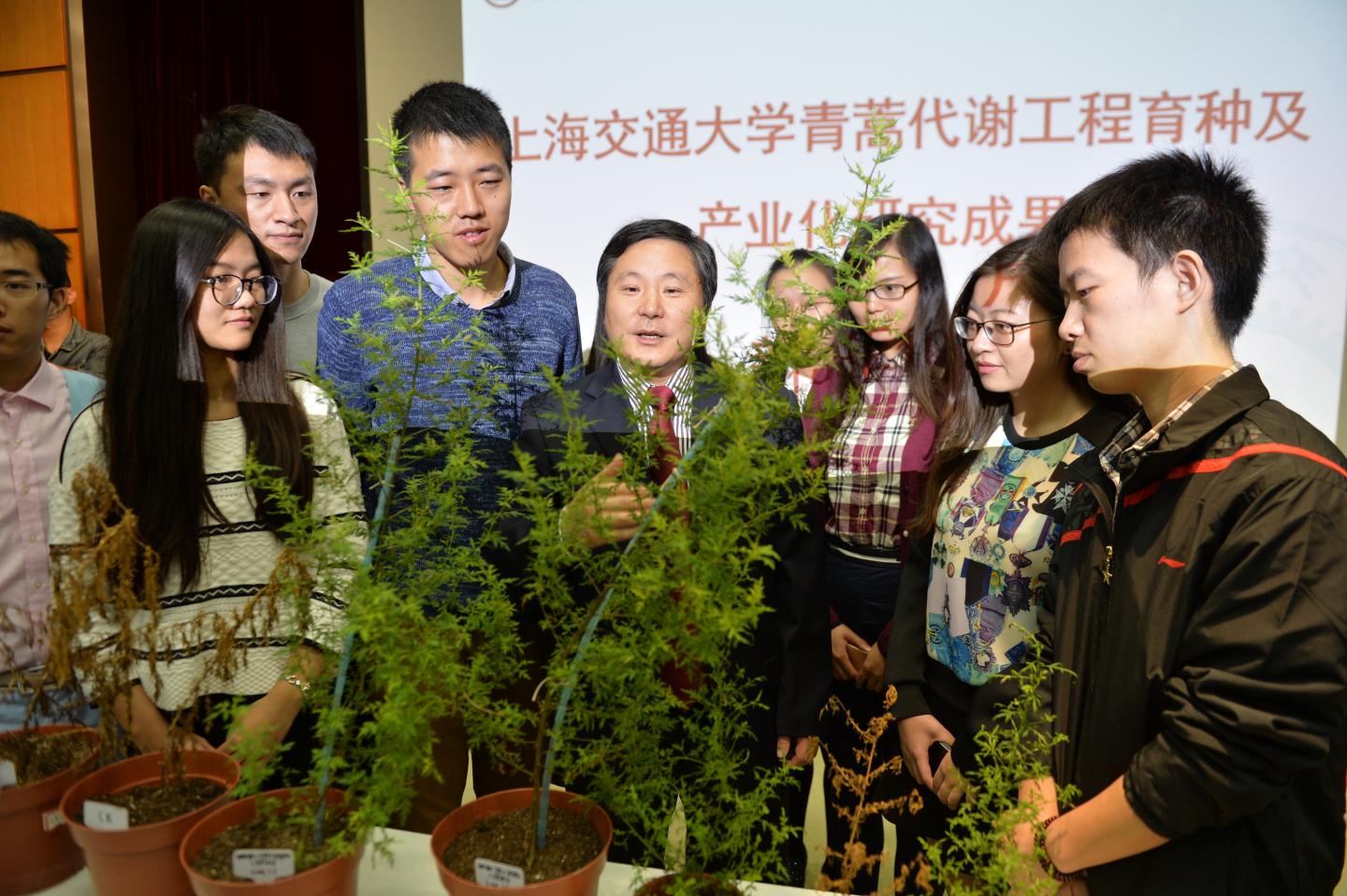 Researchers with <em>A. annua</em> Plants (1 of 2)