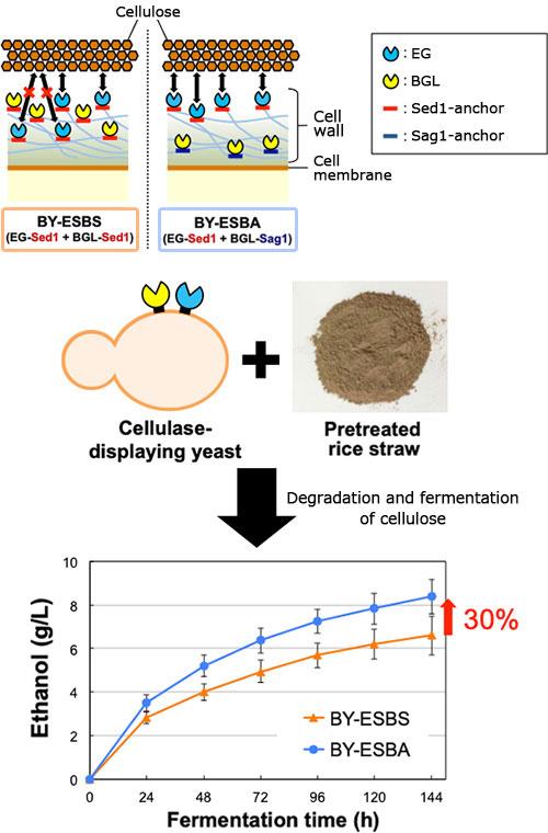 図2 アンカーリングドメインの局在傾向を利用した酵母のセルロース分解能力の強化