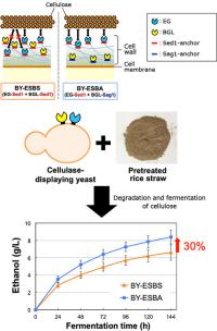 Figure 2: Improvement of Cellulose Degradation Ability by Applying Anchorage Position Control
