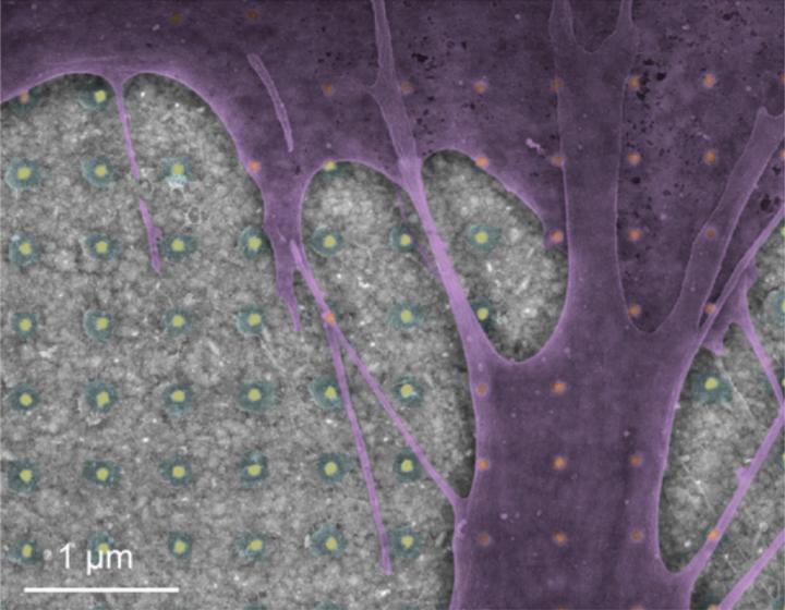 False Color Cardiomyocytes
