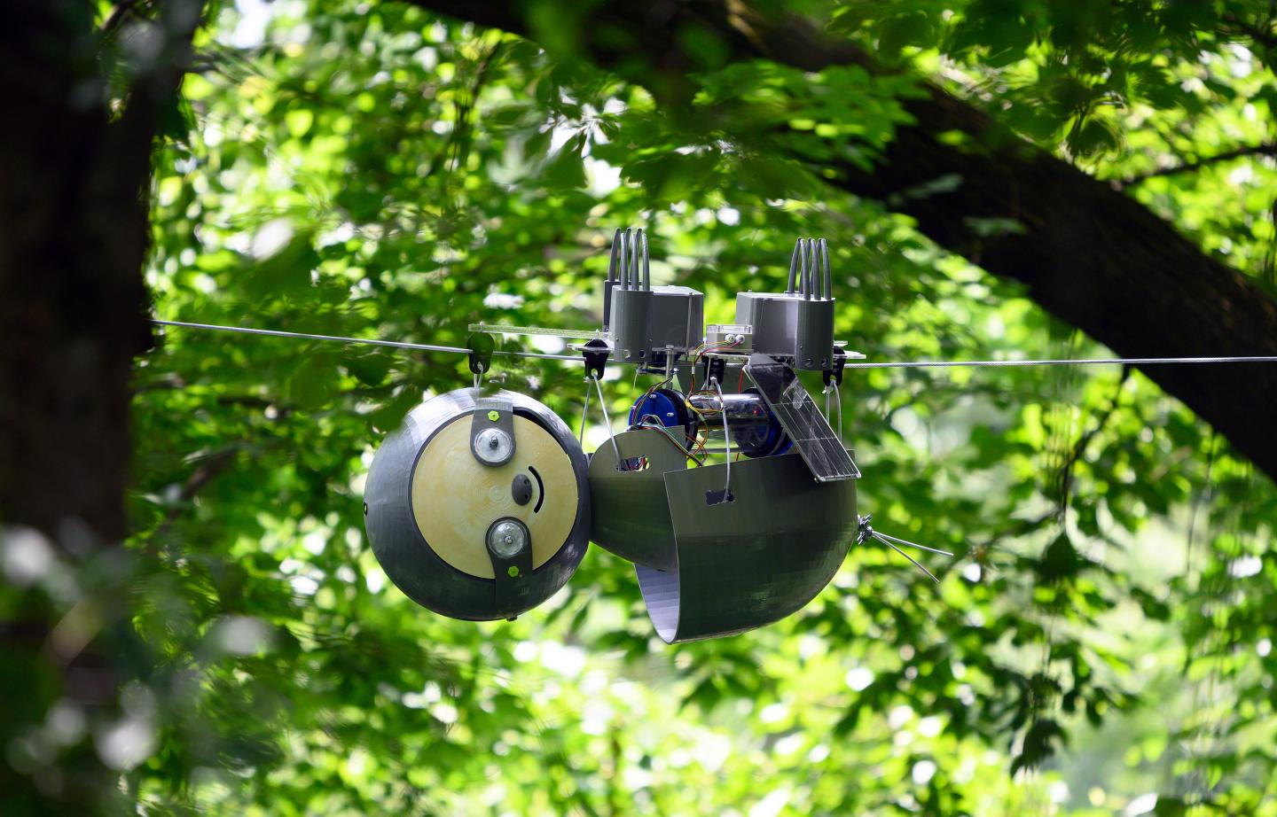 SlothBot in the Garden