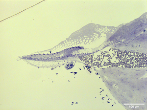 Auditory organ in the crocodile