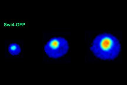 Cell Size Linked to Commitment to Cell Division