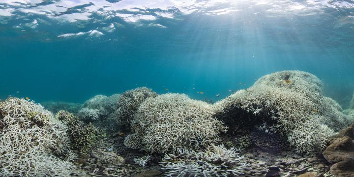 Coral Bleaching