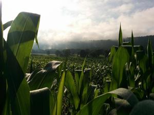 Corn field