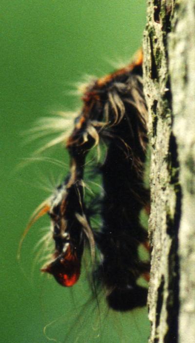 Virus Gene Leads Moths to Tree-Top Doom (6 of 9)