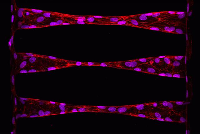 3D Engineered Capillaries