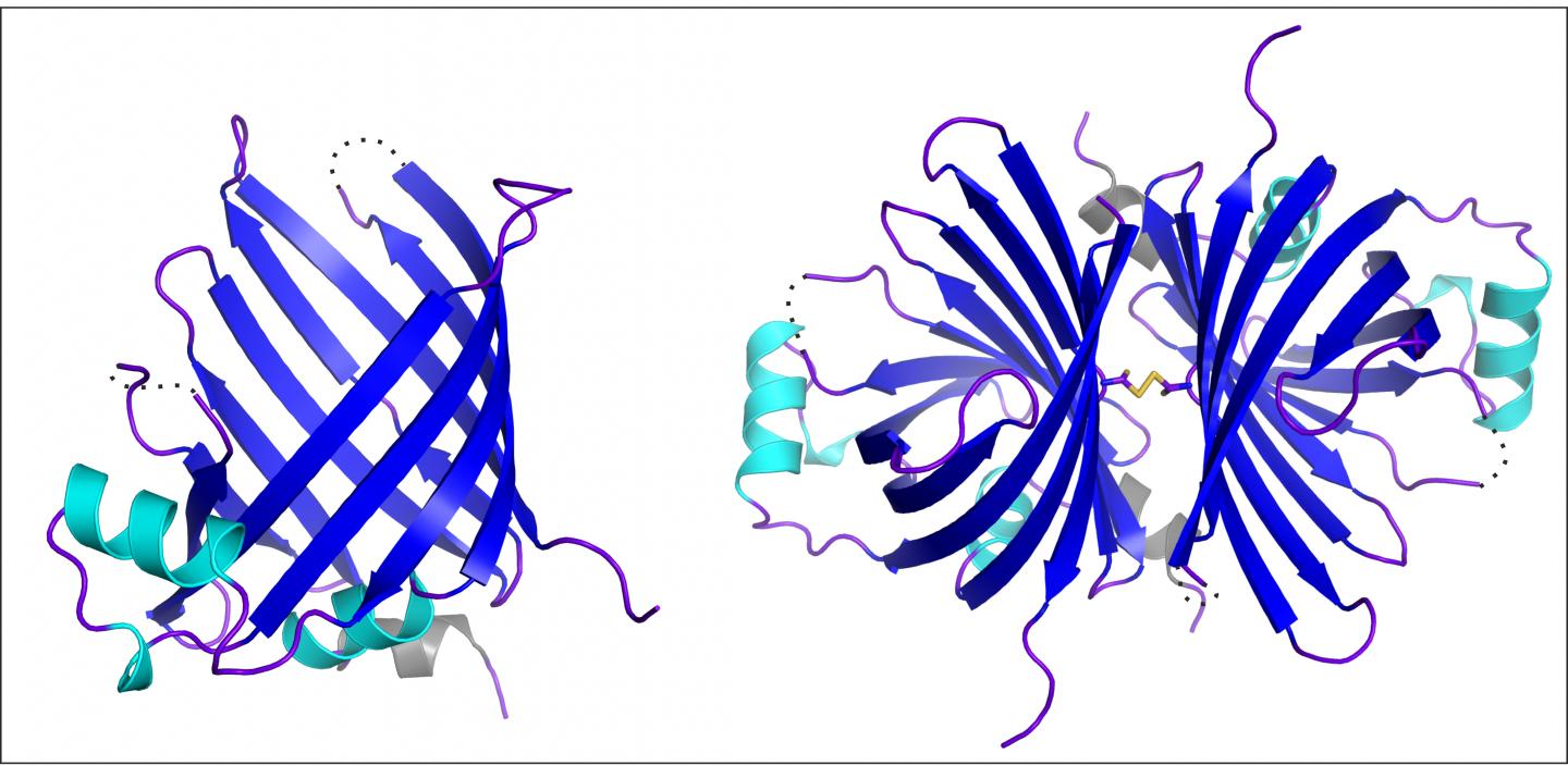 Crystal Structure of GtCPES