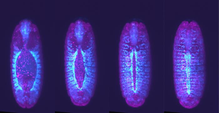 Embryo hearts