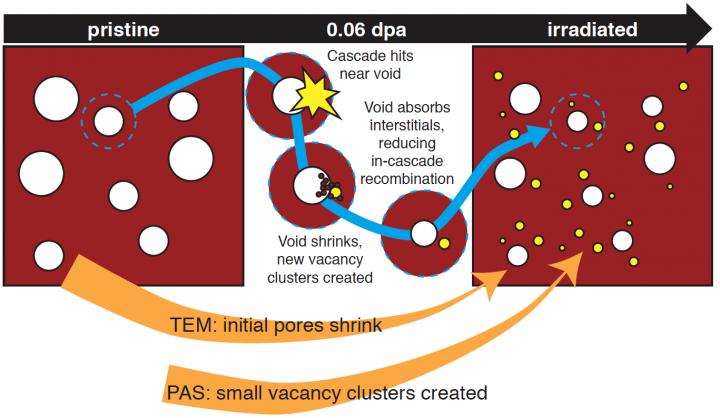 Positron annihilation spectroscopy and transmission electron microscopy reveal new insights into radiation damage processes