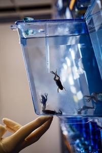 African clawed frogs