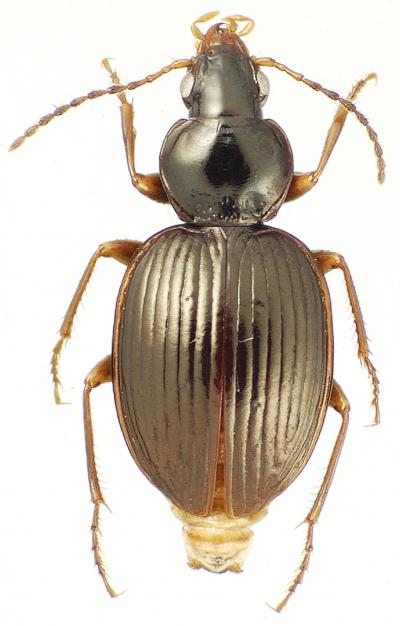 <i>Mecyclothorax ramagei</i>