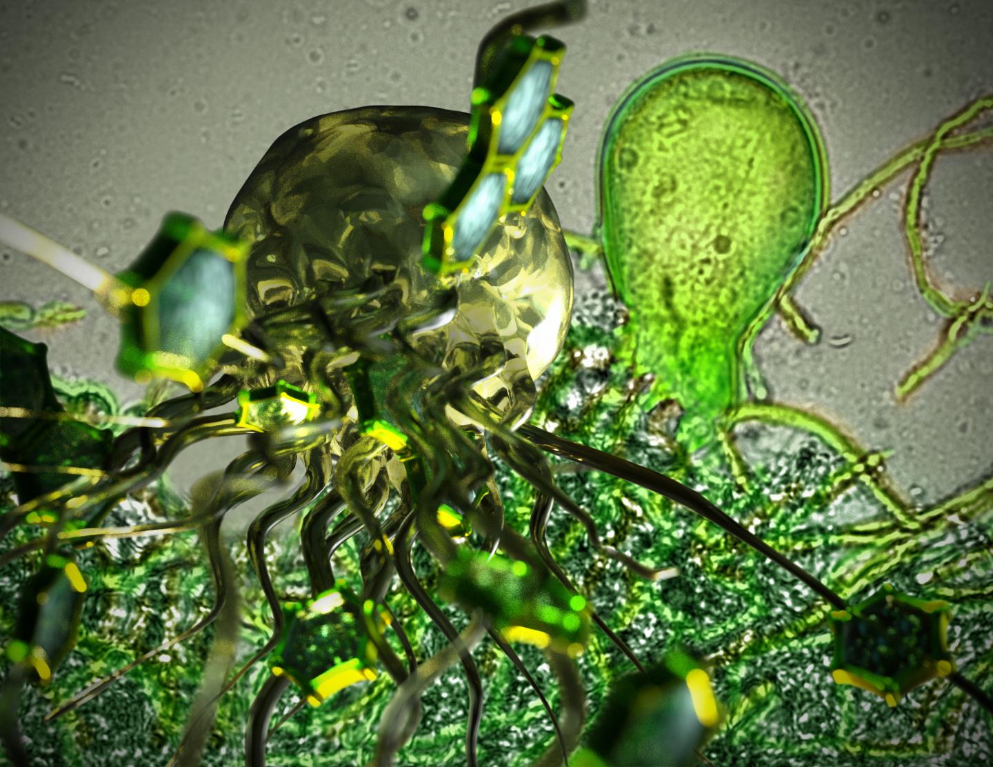 Gut Fungi for Biofuel